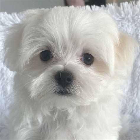 maltese dogs for sale in phoenix|local maltese breeders near me.